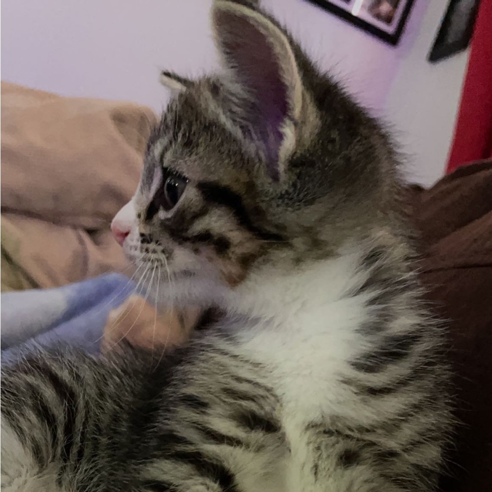 Meet your Posher, Mixtli